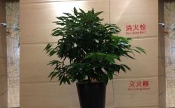 平安樹(shù) 喜光植物租擺